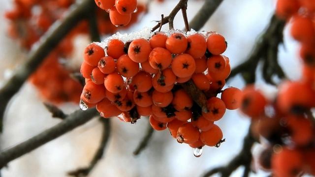 Клип "Рябина красная в декабре". Музыка для фона. смотреть онлайн