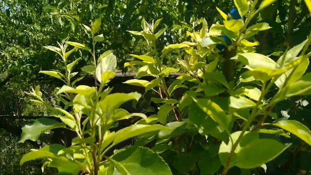 Синтепон от тли, выводы. смотреть онлайн