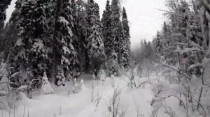 На поиски глухарей на Снегоходе  BRP LYNX 69 RANGER 900 ACE 2021