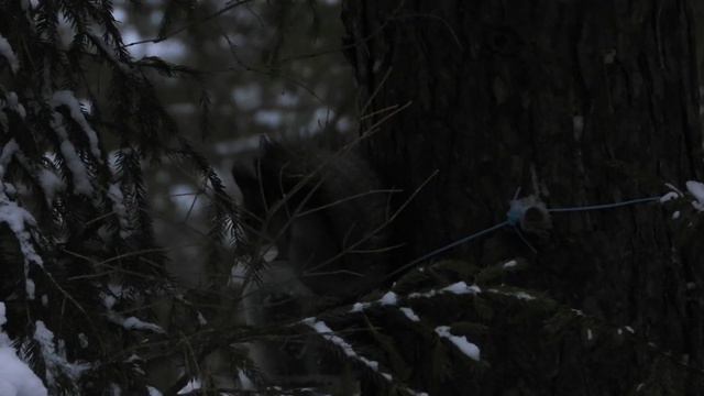 № 1816 18.11. 2021 Пушистая ворона смотреть онлайн