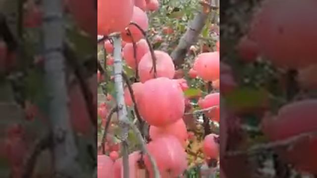 Ramazon Keldi Ramazon