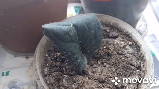 виноград из косточки,цветы,что на обед. смотреть онлайн