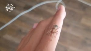 Как ухаживать за пауком ПТИЦЕЕДОМ Lasiodora parahybana