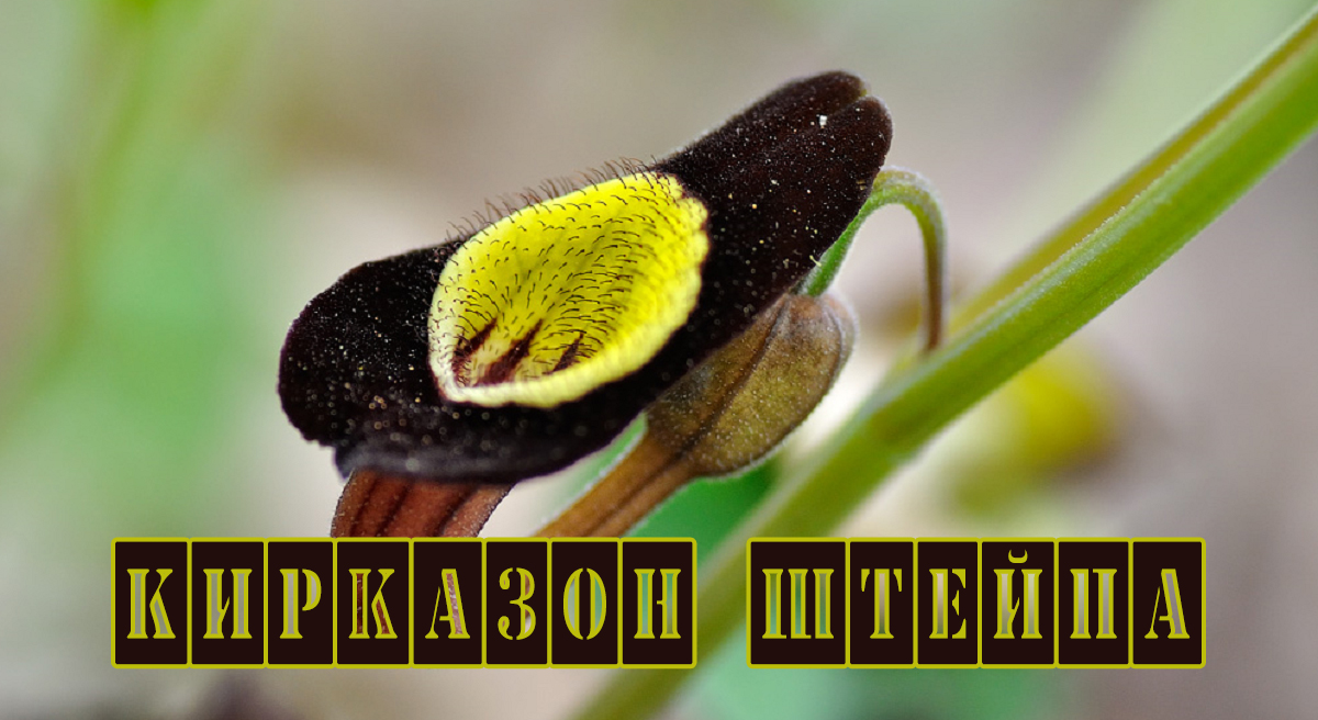 Кирказон Штейпа ядовитое растение.