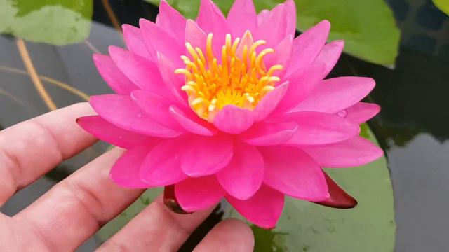 Нимфея Lachetume (nymphaea lachetume) смотреть онлайн