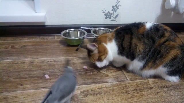 Попугай ворует у кота смотреть онлайн