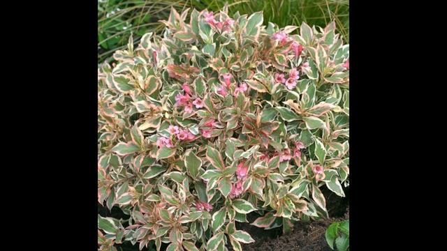 Вейгела цветущая - Олл Саммэ Монет.Обзор сорта. #вейгела,#вейгелацветущая,#сад,#ОллСаммэМонет. смотреть онлайн