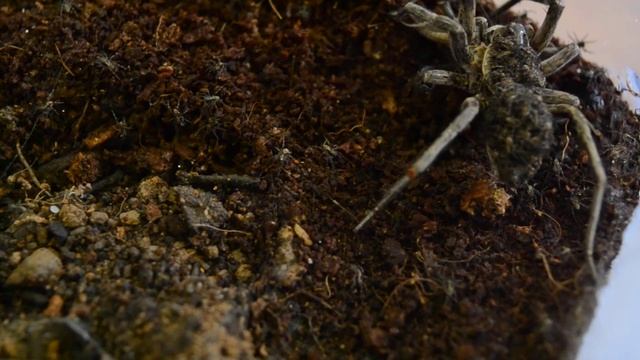Lycosidae feeding video. смотреть онлайн