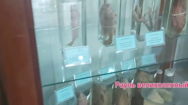 BAKU. ЗООЛОГИЧЕСКИЙ МУЗЕЙ .БАКУ .ПРОГУЛКА смотреть онлайн