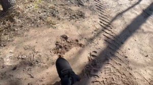 ЦВЕРГПИНЧЕР[2]. Минусы породы. Что скрывают заводчики. Рассказ опытного владельца