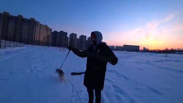Лучший поводок?! Обзор поводков для собак: брезентовая стропа, rogz, flexi смотреть онлайн