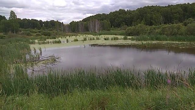 Ирбит! Природа! Водоёмы Ирбита!! "САДОВОЕ ОЗЕРЦО" Находится на Рябиновом, в верховье речки Грязнухи смотреть онлайн