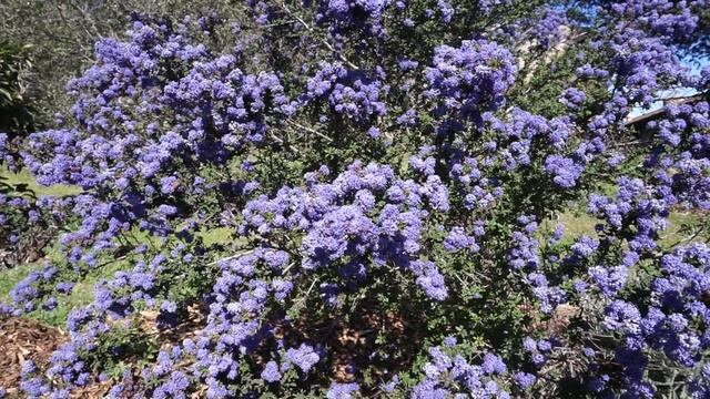 Ceanothus: a blue bush for the bees смотреть онлайн