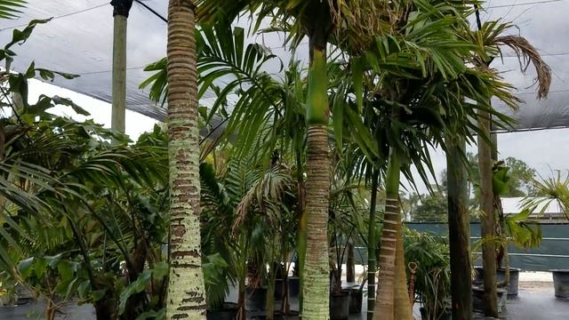 Areca catechu - The Betel Nut Palm. All Sorts of Varieties! смотреть онлайн