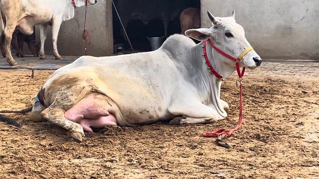 Beautiful Video 😻 Cow Giving Birth to Lovely Female Calf ❤️ Must Watch смотреть онлайн