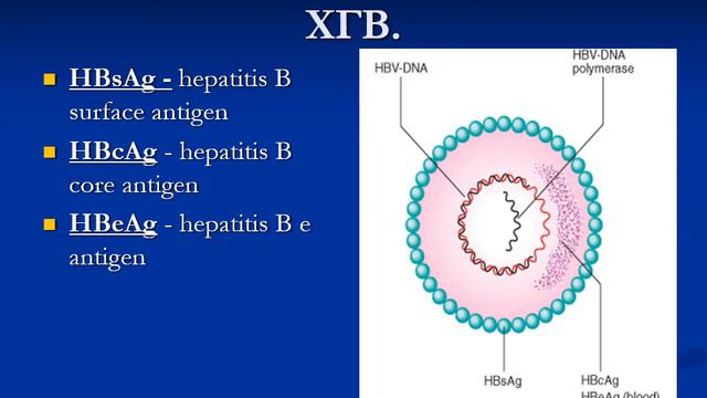 Хронические гепатиты смотреть онлайн