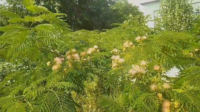 АЛЬБИЦИЯ - ЦЕЛИТЕЛЬНИЦА ШЁЛКОВАЯ. Альбиция Ленкоранская депрессию излечит!