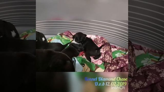 Драка щенят стаффордширского бультерьера смотреть онлайн