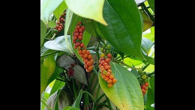 Чёрный перец смотреть онлайн