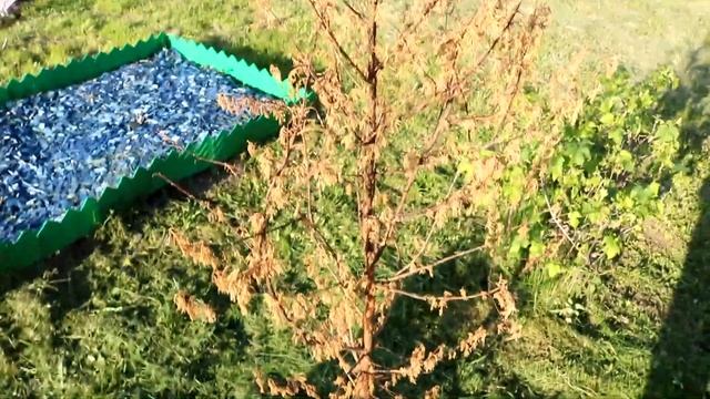 Метасеквойя погибла? смотреть онлайн