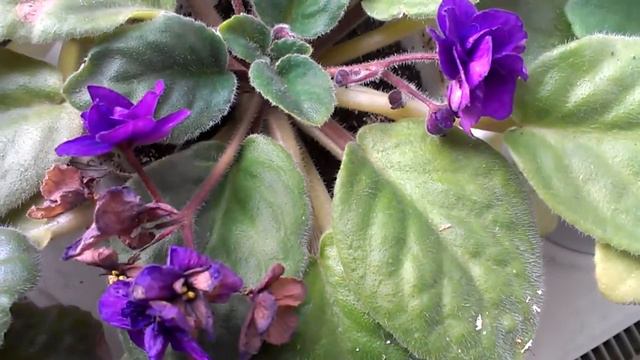 Botanic studies смотреть онлайн