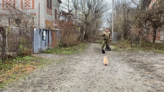 Кане-корсо 4 месяца Грета! Будни дрессировки! Отработка команды ко мне! смотреть онлайн