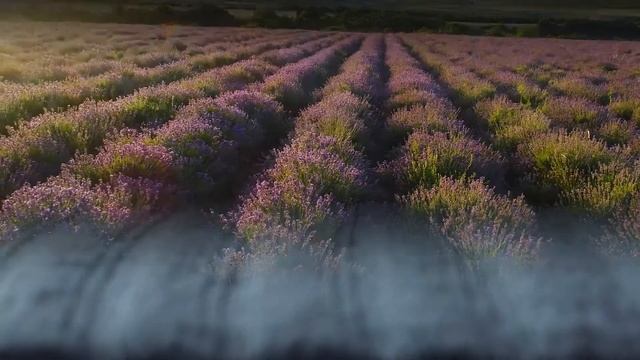 Капсульная коллекция «Rise of life» от La Prima смотреть онлайн
