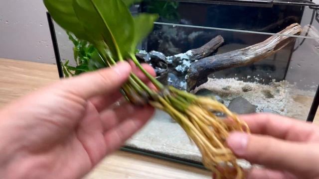Best tank for Betta fish? Step by step aquascape tutorial! смотреть онлайн