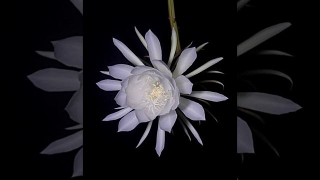Queen of the Night Cactus Blooming - Timelapse Video смотреть онлайн