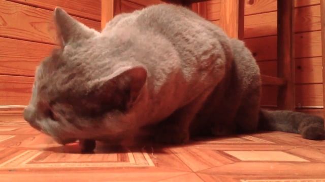 Кот съел мышь живьём смотреть онлайн