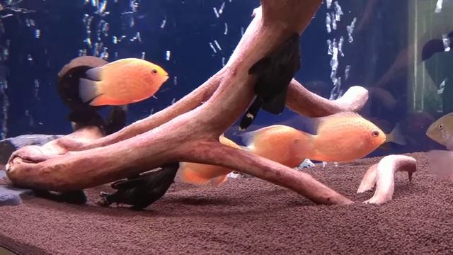 Северум красный жемчуг или ложный дискус 3 смотреть онлайн