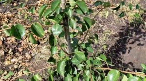 Бактериальный ожог груши. Препараты "Казумин + Медян экстра"