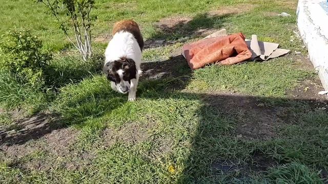 Покрасили БУДКУ В ЦВЕТ ФЛАГА. Уборка и тюнинг вольера для собаки. Московская сторожевая Булат смотреть онлайн