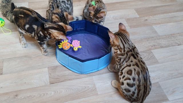 Asian Safari kittens playing смотреть онлайн