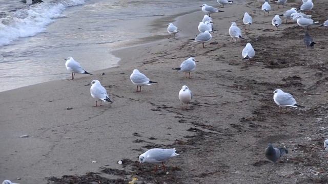 Wednesday-среда, 30 января 2019 г. (GMT+3) Феодосия 00009 смотреть онлайн