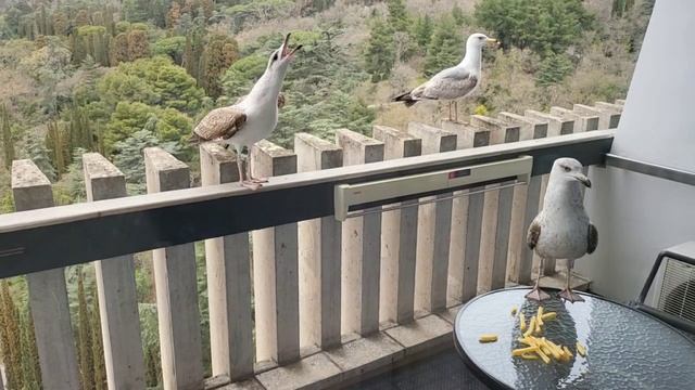 Без названия