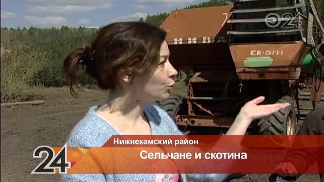 Стадо бродячих свиней держит в страхе жителей села Шереметьево в Нижнекамском районе смотреть онлайн