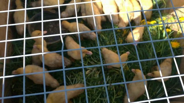 Утренние кормление кур и уток смотреть онлайн