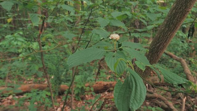 Panasonic GH5 setting for cinematic shots (Lumix GH5) смотреть онлайн