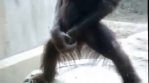 Обезьяна показала болт!!!