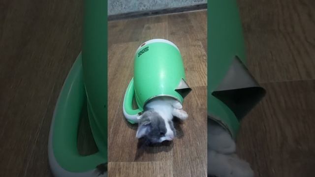 Кошка Бумажка и старый чайник. смотреть онлайн