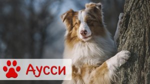 Австралийская овчарка | Стандарт, характер и воспитание породы аусси