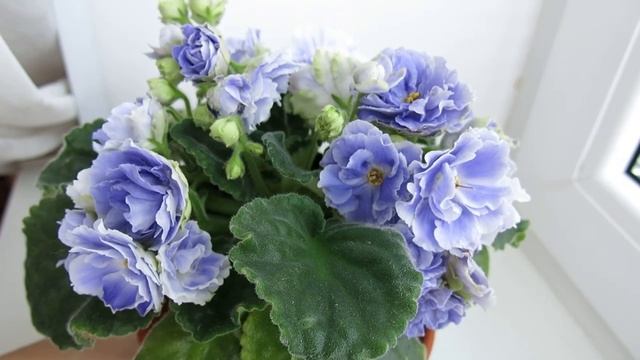 Голубая с белой каймой, махровая фиалка - Аквамарин смотреть онлайн