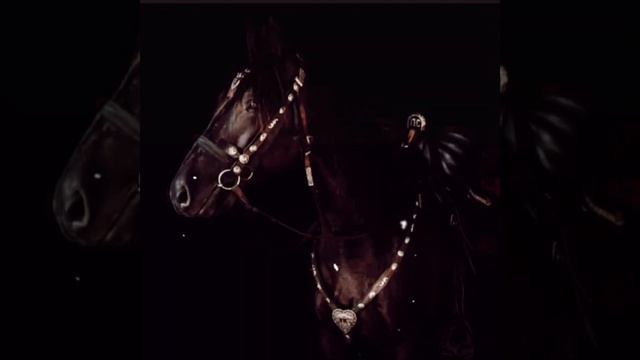 Черкесское седло #черкесы #Адыги #адыгэш #черкесскаялошадь #кабардинскаяпородалошодей смотреть онлайн