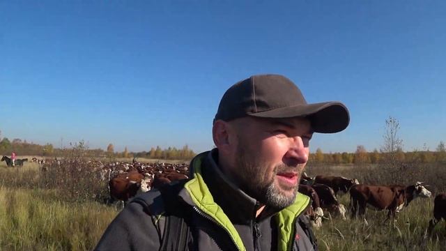 Перегон скота | Кашин луг. ГЕРЕФОРДЫ | Колхозный Тест-Драйв смотреть онлайн