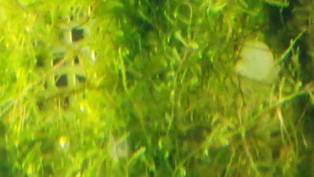 Java moss update смотреть онлайн