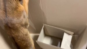 ПОБЕГ ИЗ КАРТОННОЙ ТЮРЬМЫ! Смогут ли коты выбраться?