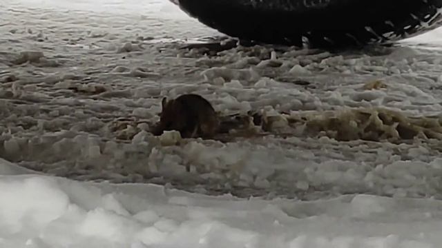 Наглый мышь смотреть онлайн