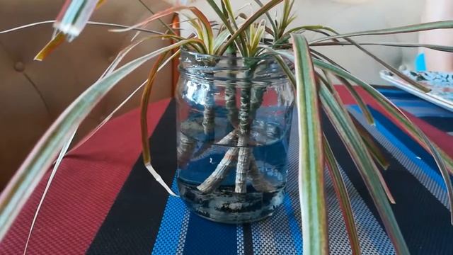 Спасение драцены смотреть онлайн