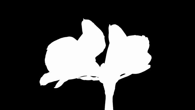 Red Lion Amaryllis Flower Opening Time Lapse смотреть онлайн